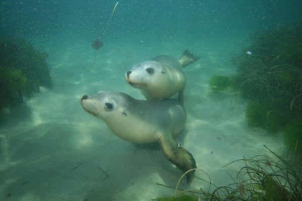 seals